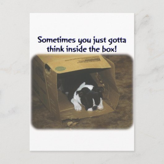 Boston Terrier: Think Inside the Box Briefkaart (Voorkant)