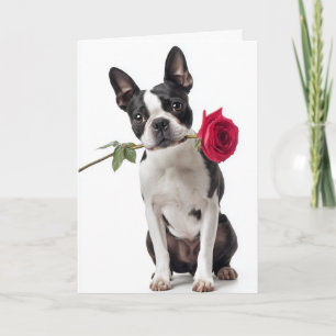 Boston Terrier Valentijn – Keurige Liefde Kaart