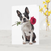 Boston Terrier Valentijn - Keurige Liefde Kaart (Gele Bloem)