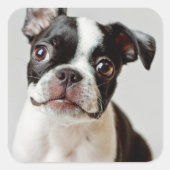 Boston Terrier Vierkante Sticker (Voorkant)