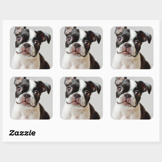 Boston Terrier Vierkante Sticker (Vel)