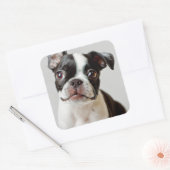 Boston Terrier Vierkante Sticker (Envelop)