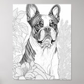 Boston Terrier volwassen kleuren Poster (Voorkant)
