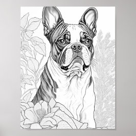 Boston Terrier volwassen kleuren Poster