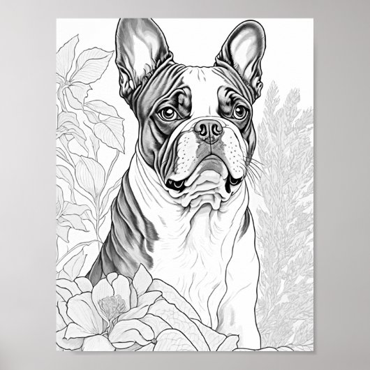Boston Terrier volwassen kleuren Poster (Voorkant)