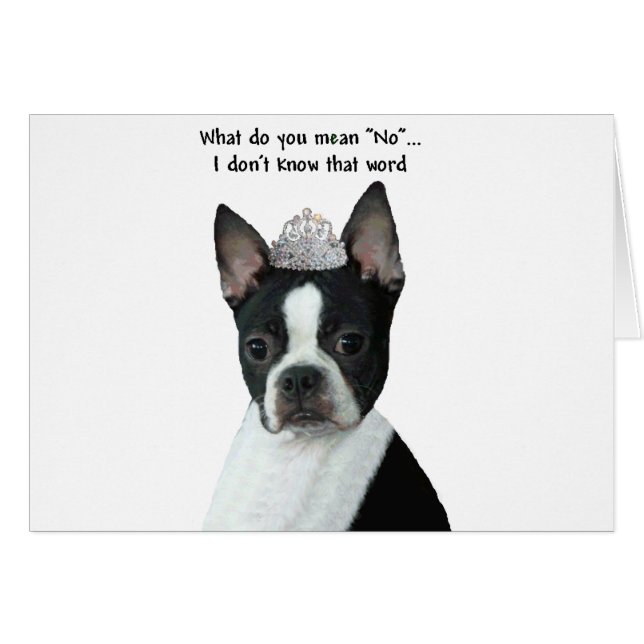 Boston Terrier:  Wat bedoel je met "nee"? (Voorkant Horizontaal)