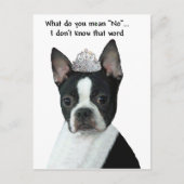 Boston Terrier:  Wat bedoel je met "nee"? Briefkaart (Voorkant)