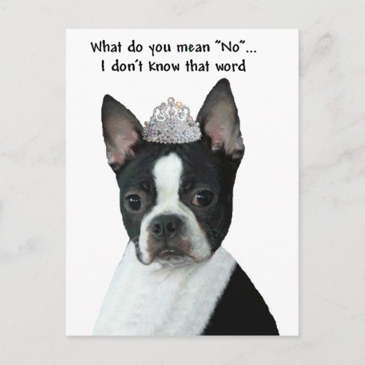 Boston Terrier:  Wat bedoel je met "nee"? Briefkaart (Voorkant)