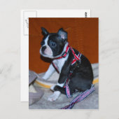 Boston Terrier Welpe Briefkaart (Voorkant / Achterkant)