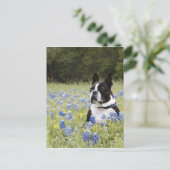 Boston Terrier zit in een veld van Blue Bonnets Briefkaart (Staand voorkant)