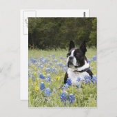 Boston Terrier zit in een veld van Blue Bonnets Briefkaart (Voorkant / Achterkant)