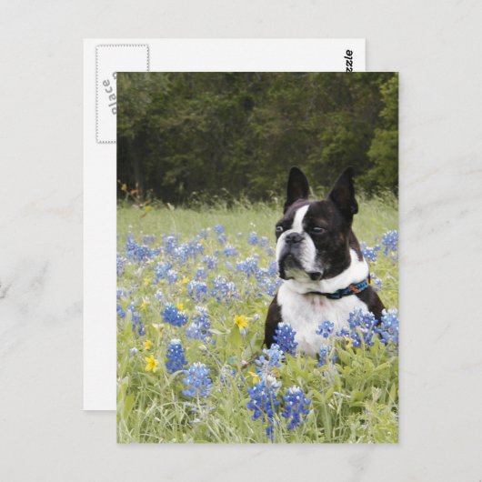 Boston Terrier zit in een veld van Blue Bonnets Briefkaart (Voorkant / Achterkant)