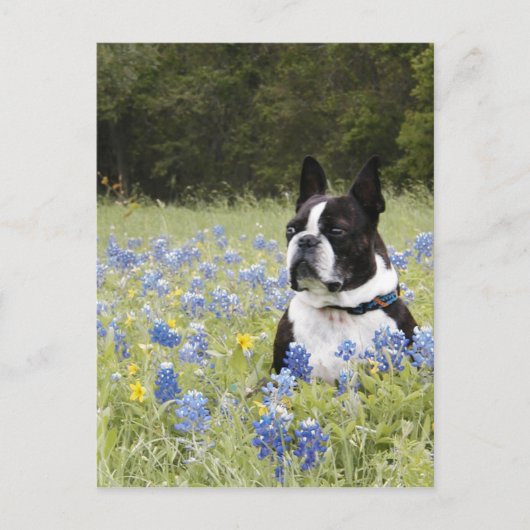 Boston Terrier zit in een veld van Blue Bonnets Briefkaart (Voorkant)