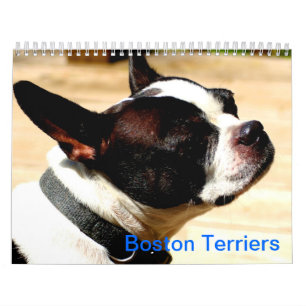 Boston Terriers Calender Kalender