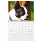 Boston Terriers Calender Kalender (Mar 2027)
