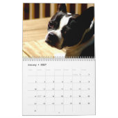 Boston Terriers Calender Kalender (Jan 2027)