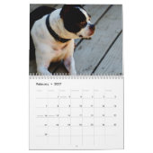 Boston Terriers Calender Kalender (Feb 2027)