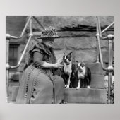 Boston Terriers, jaren 20 Poster (Voorkant)