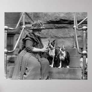 Boston Terriers, jaren 20 Poster
