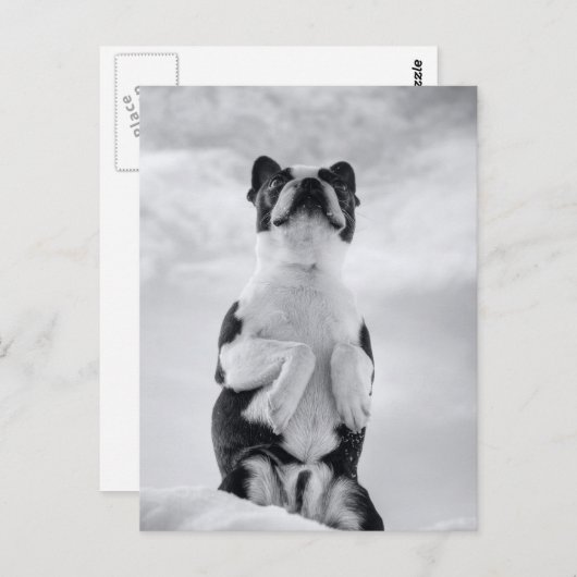 Boston Terrior Praying Briefkaart (Voorkant / Achterkant)