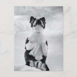 Boston Terrior Praying Briefkaart