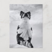 Boston Terrior Praying Briefkaart (Voorkant)