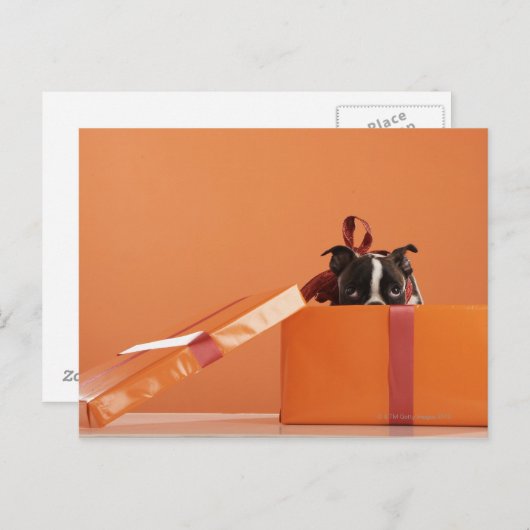 Boston verschrikkelijke puppy in cadeaudoos briefkaart (Voorkant / Achterkant)