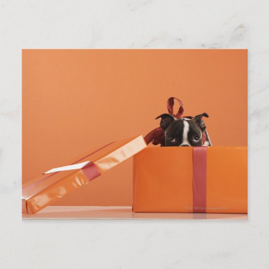 Boston verschrikkelijke puppy in cadeaudoos briefkaart (Voorkant)