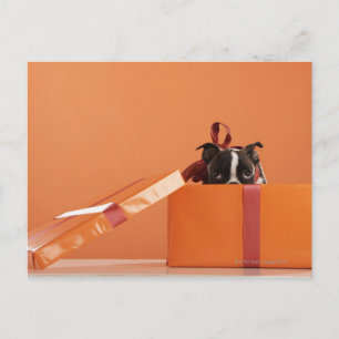 Boston verschrikkelijke puppy in cadeaudoos briefkaart