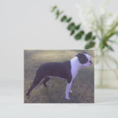 BostonTerrier Postcard Briefkaart (Staand voorkant)