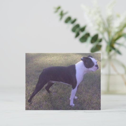 BostonTerrier Postcard Briefkaart (Staand voorkant)