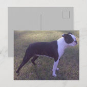 BostonTerrier Postcard Briefkaart (Voorkant / Achterkant)