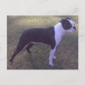 BostonTerrier Postcard Briefkaart (Voorkant)
