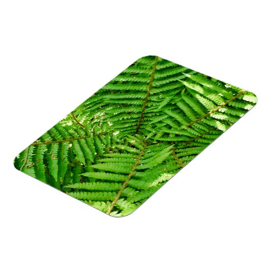 Bosvaren Magneet (Linkerzijde)