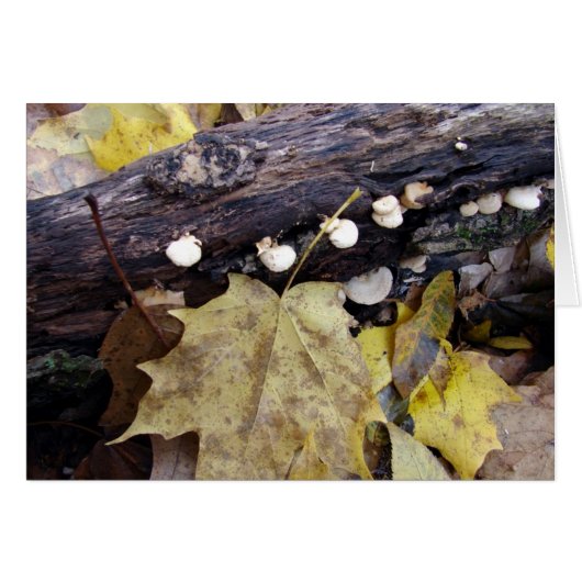 Bosvloer (Voorkant Horizontaal)