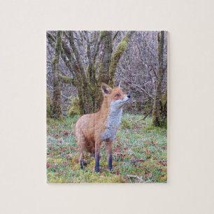 Bosvos Rode Vos Portret Opwaartse Blik Natuur Kuns Legpuzzel