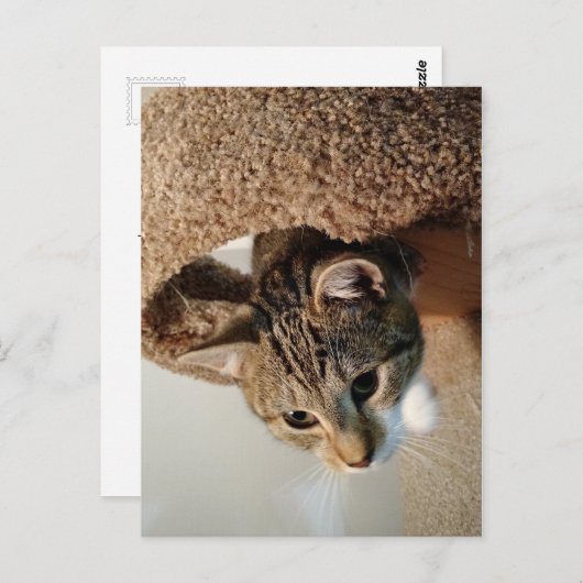 Boswachter de Kat Briefkaart (Voorkant / Achterkant)