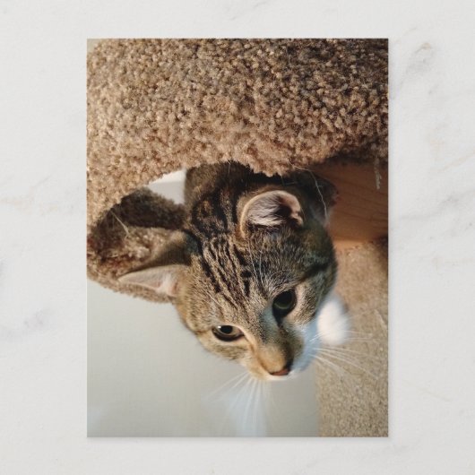 Boswachter de Kat Briefkaart (Voorkant)