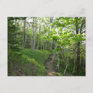 Boswandeling in Acadia National Park Briefkaart