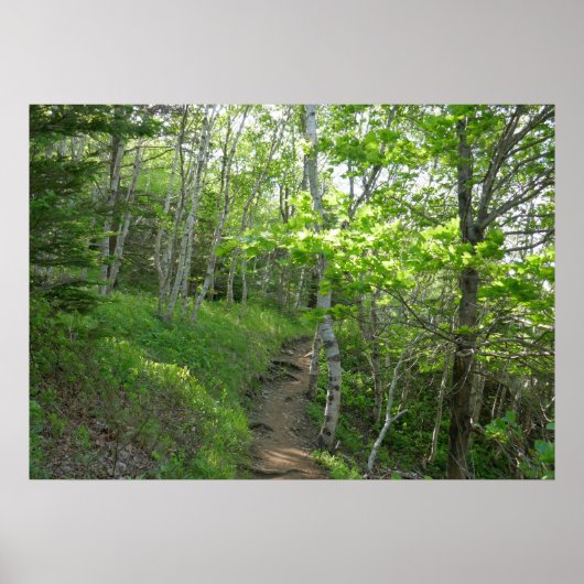Boswandeling in Acadia National Park Poster (Voorkant)