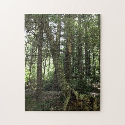 Boswandelroute fotografie legpuzzel (Verticaal)