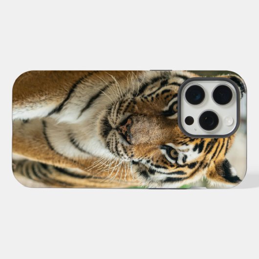 Boswandeltijger iPhone Hoesje (Achterkant horizontaal)