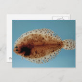 bot briefkaart (Voorkant / Achterkant)