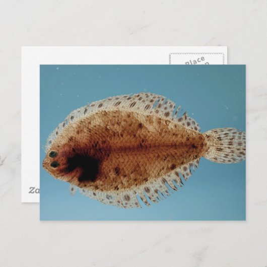 bot briefkaart (Voorkant / Achterkant)