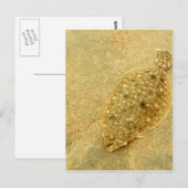 bot briefkaart (Voorkant / Achterkant)