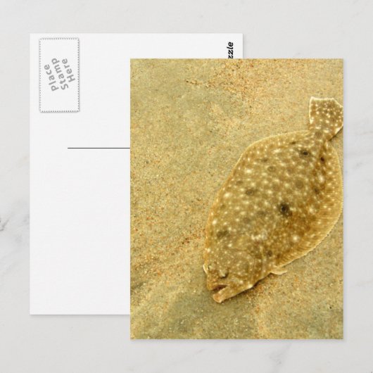 bot briefkaart (Voorkant / Achterkant)