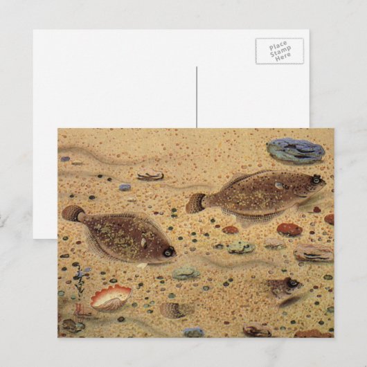  bot- en zeeboten briefkaart (Voorkant / Achterkant)