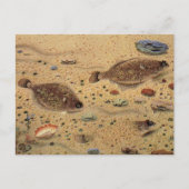  bot- en zeeboten briefkaart (Voorkant)