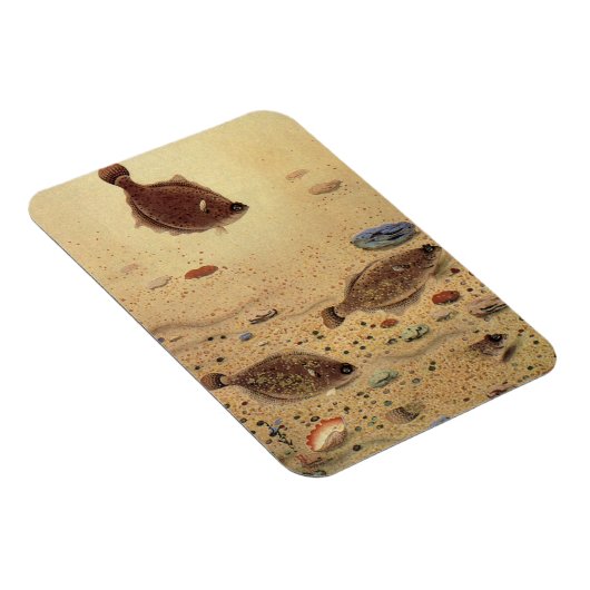  bot- en zeeboten magneet (Rechterzijde)