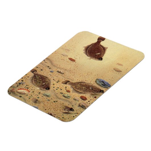  bot- en zeeboten magneet (Linkerzijde)